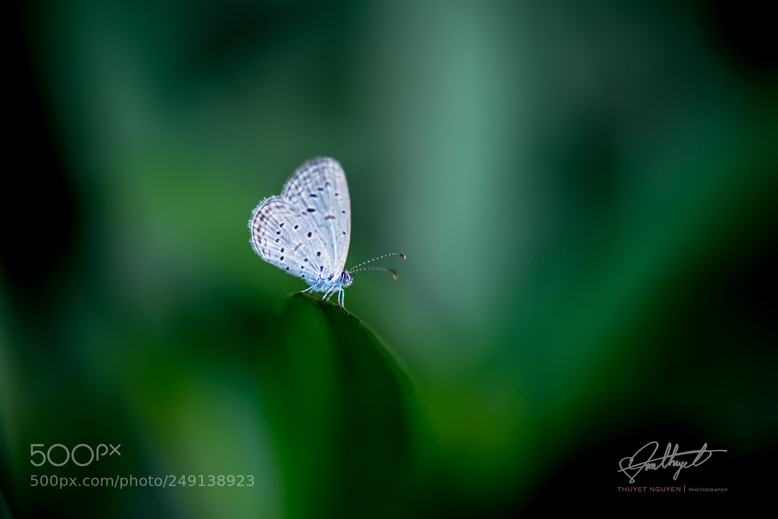 Nikon D810 sample photo. Whitealone photography