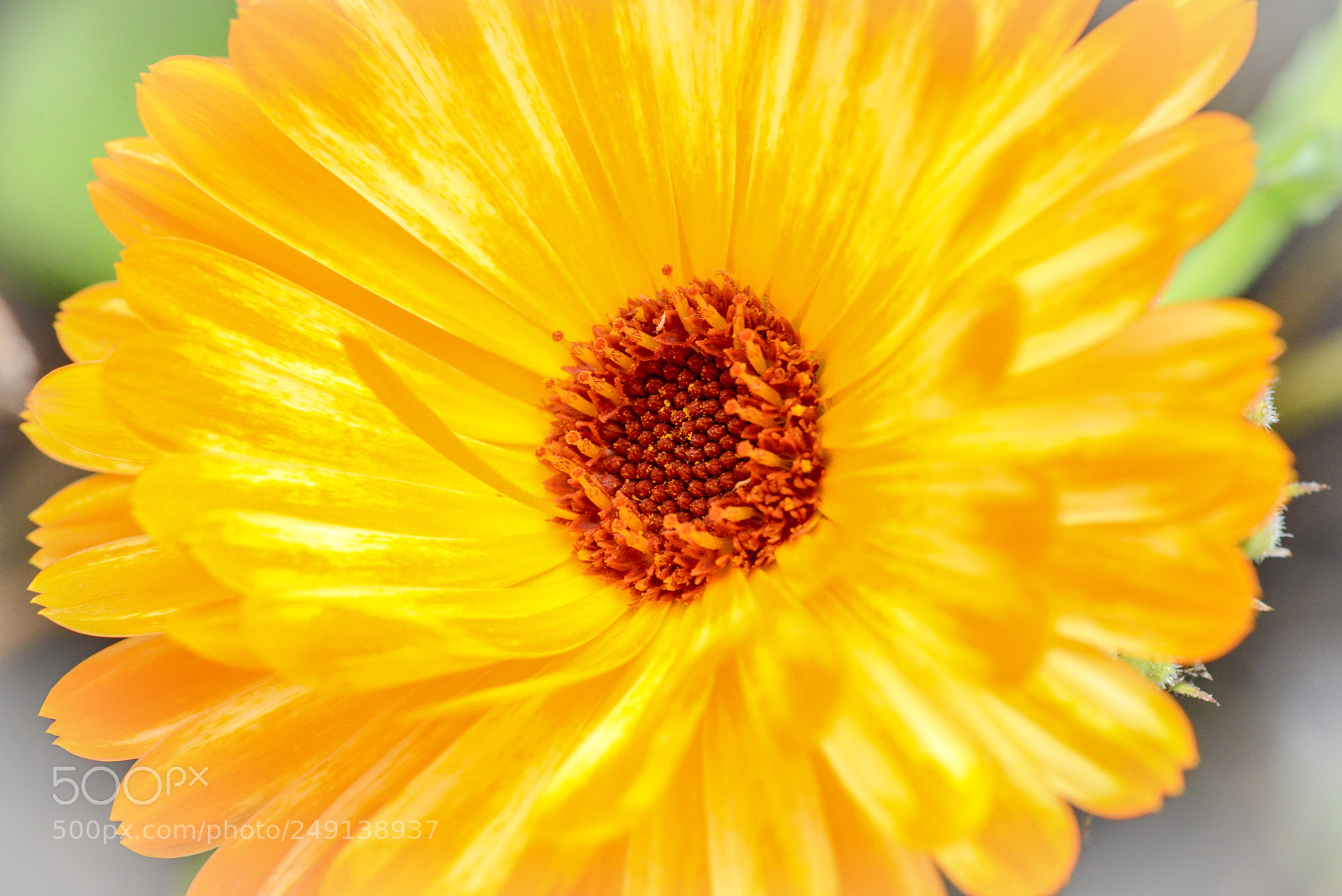 Nikon D600 sample photo. Splash of orange photography