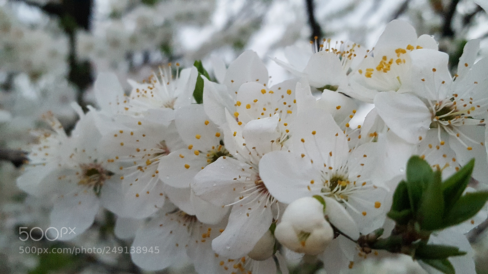 Samsung GALAXY S6 edge sample photo. Untitled photography