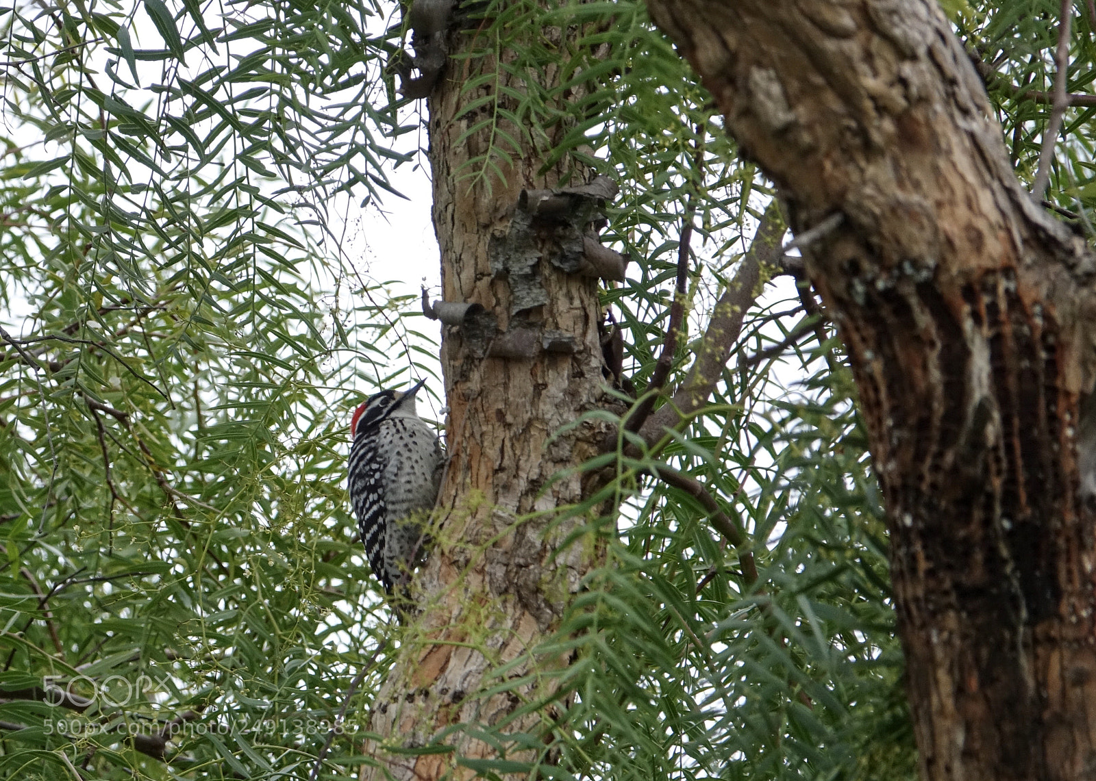 Sony Cyber-shot DSC-RX10 III sample photo. A wildlife photography