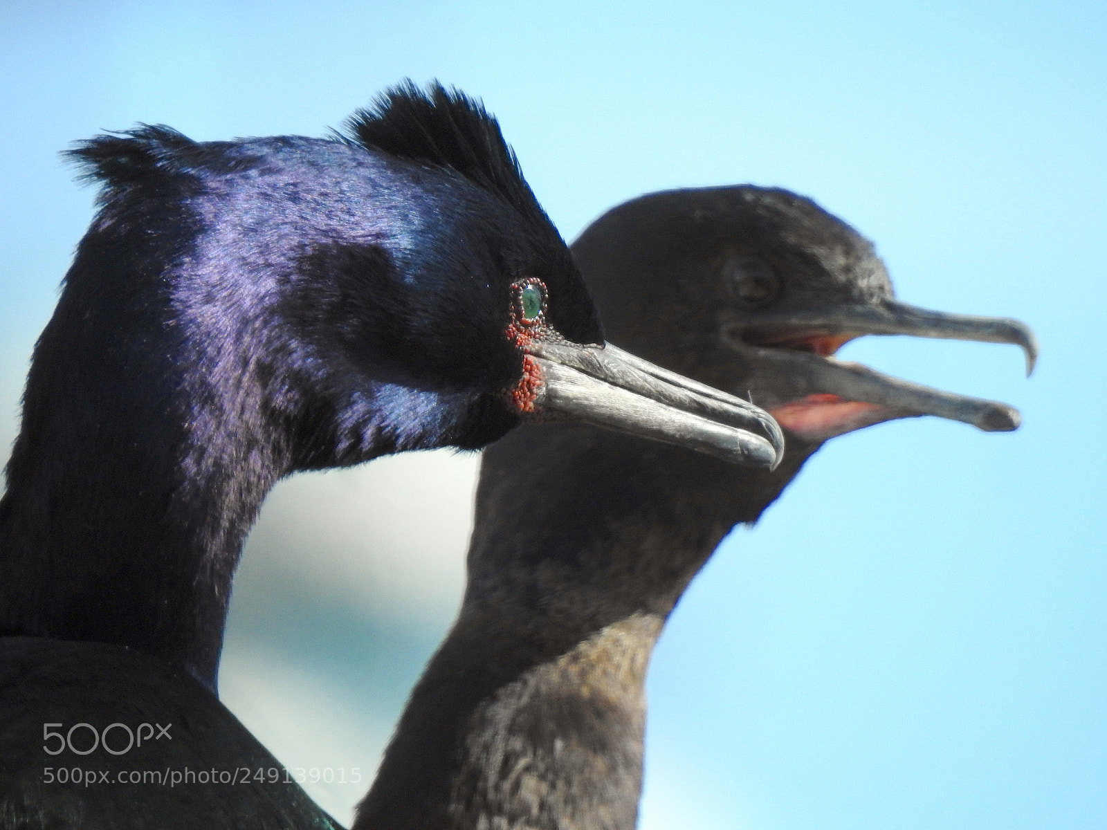 Nikon Coolpix P900 sample photo. Pelagic cormorant photography