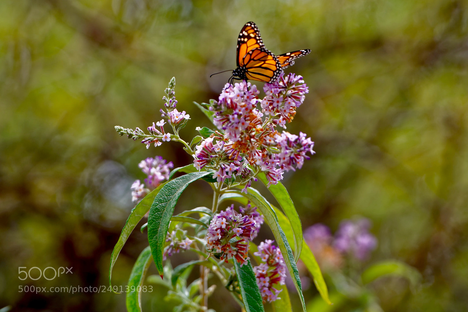 Nikon D7100 sample photo. Early spring photography