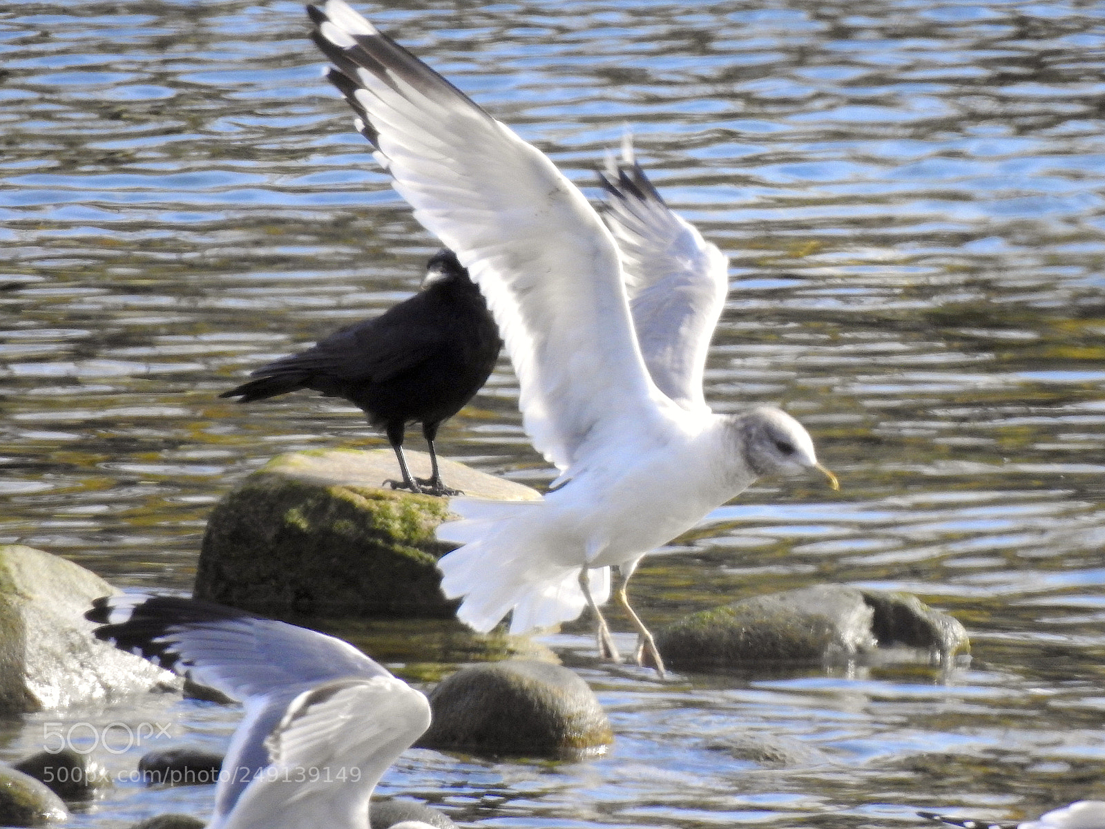Nikon Coolpix P900 sample photo. Mew gull photography