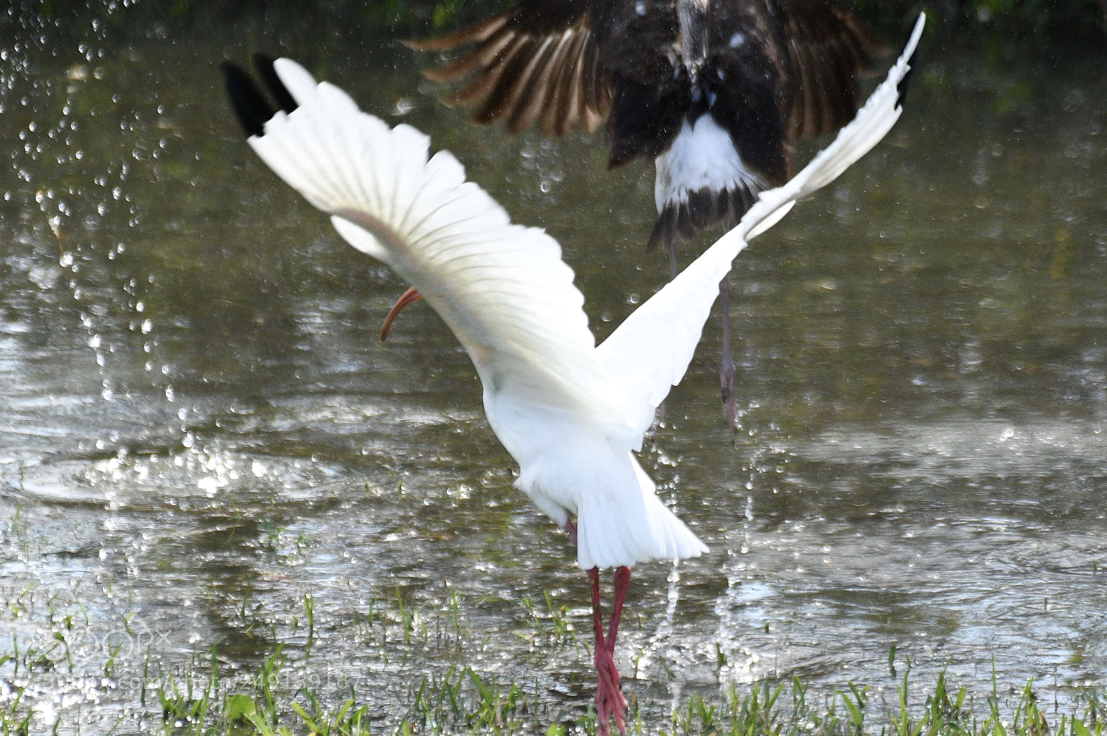 Nikon D500 sample photo. Bird ballet photography