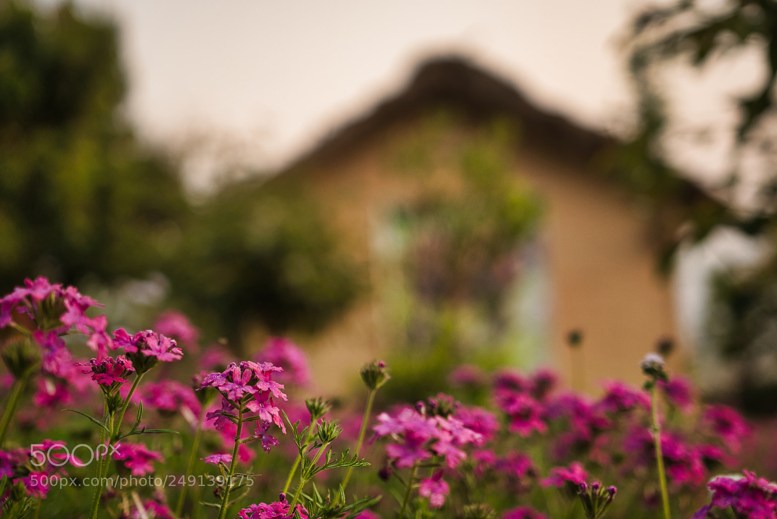 Sony a6500 sample photo. Untitled photography