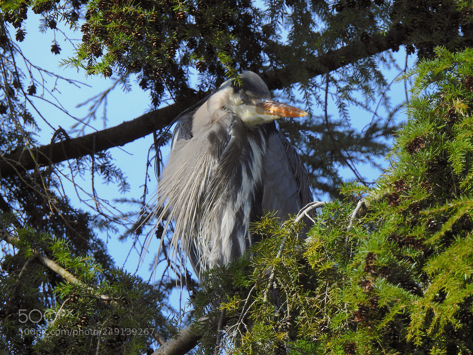 Nikon Coolpix P900 sample photo. Heron photography