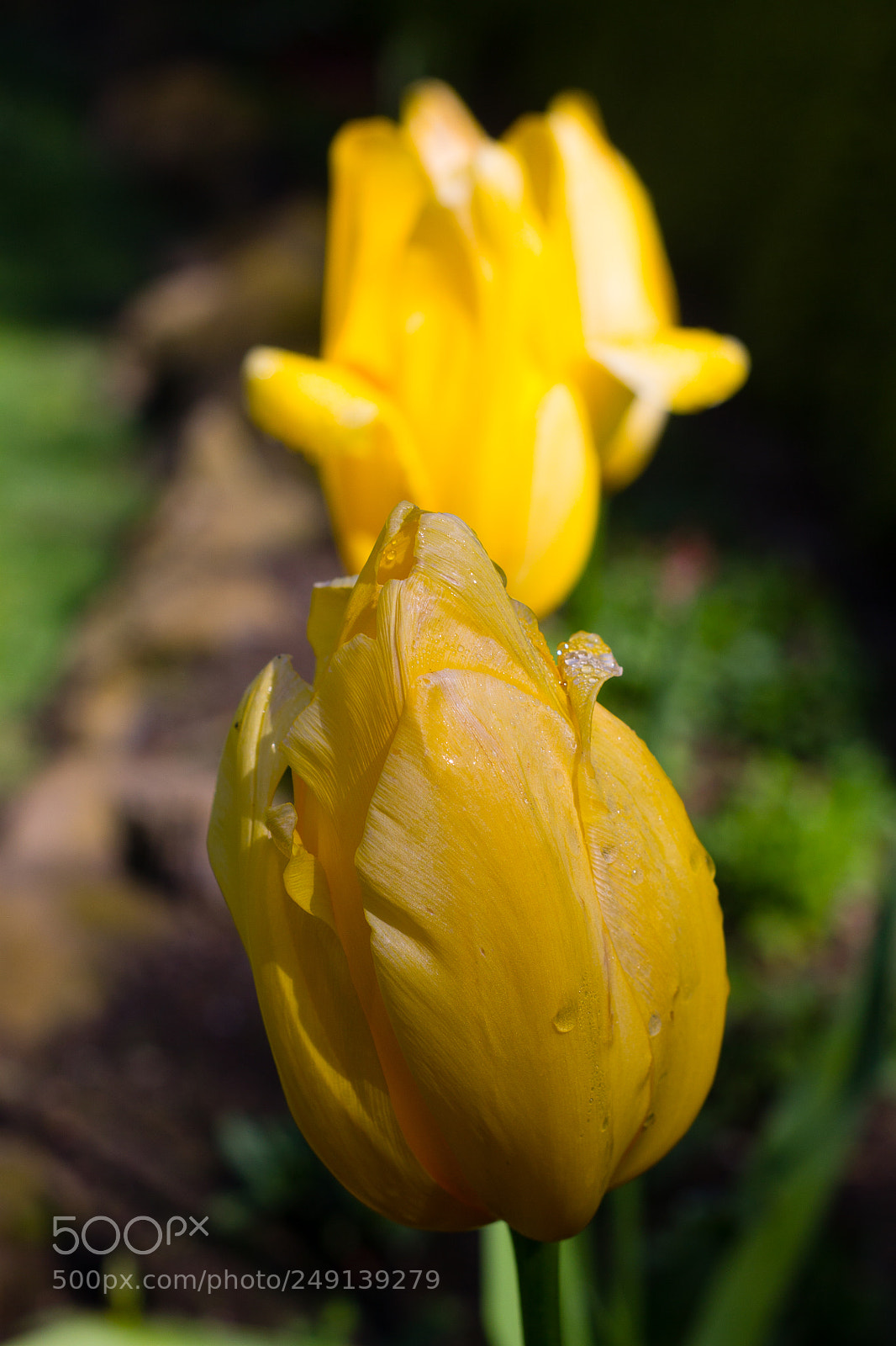 Canon EOS 1100D (EOS Rebel T3 / EOS Kiss X50) sample photo. Lrphotoedits photography