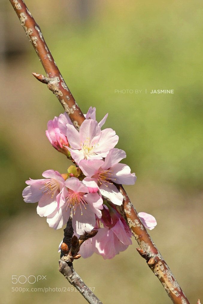 Nikon D500 sample photo. Sakura photography
