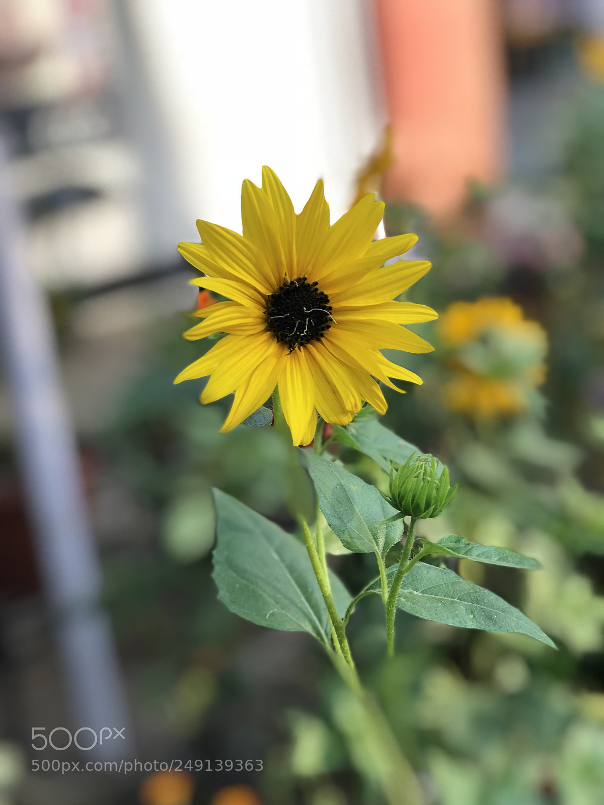 Apple iPhone 8 Plus sample photo. A little bit of photography