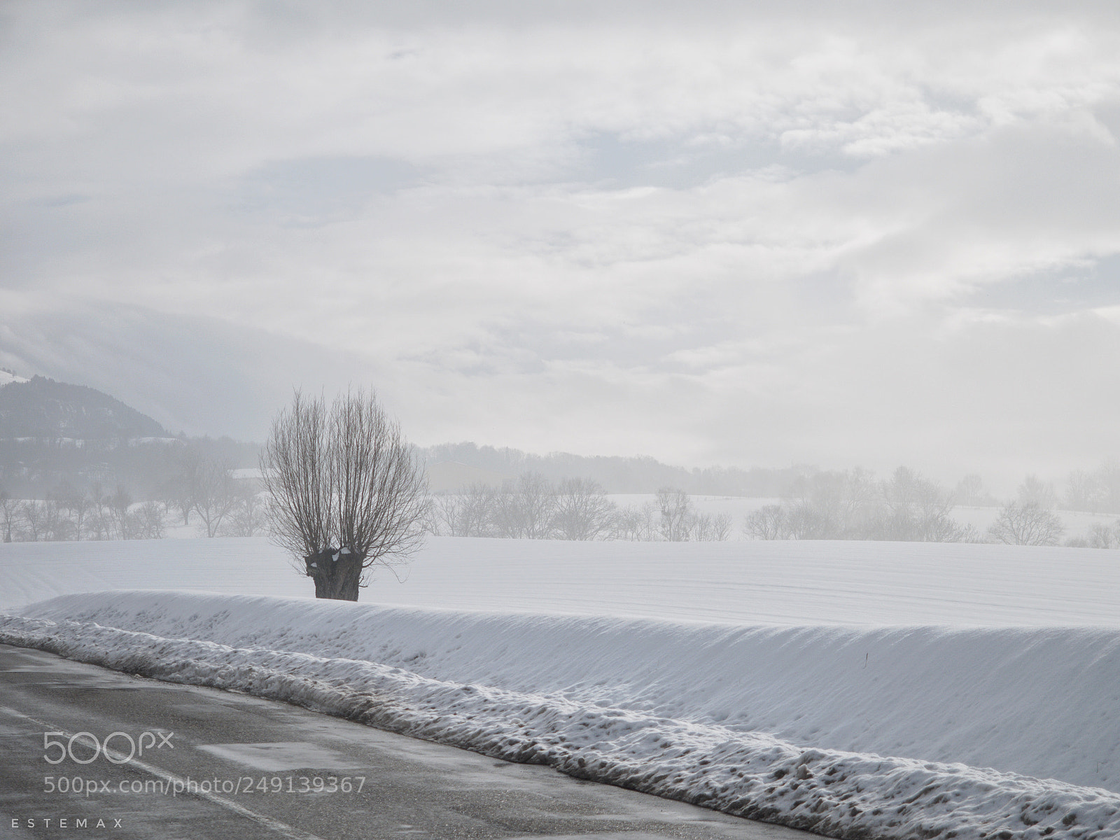 Olympus OM-D E-M1 sample photo. Les mirabelles  photography