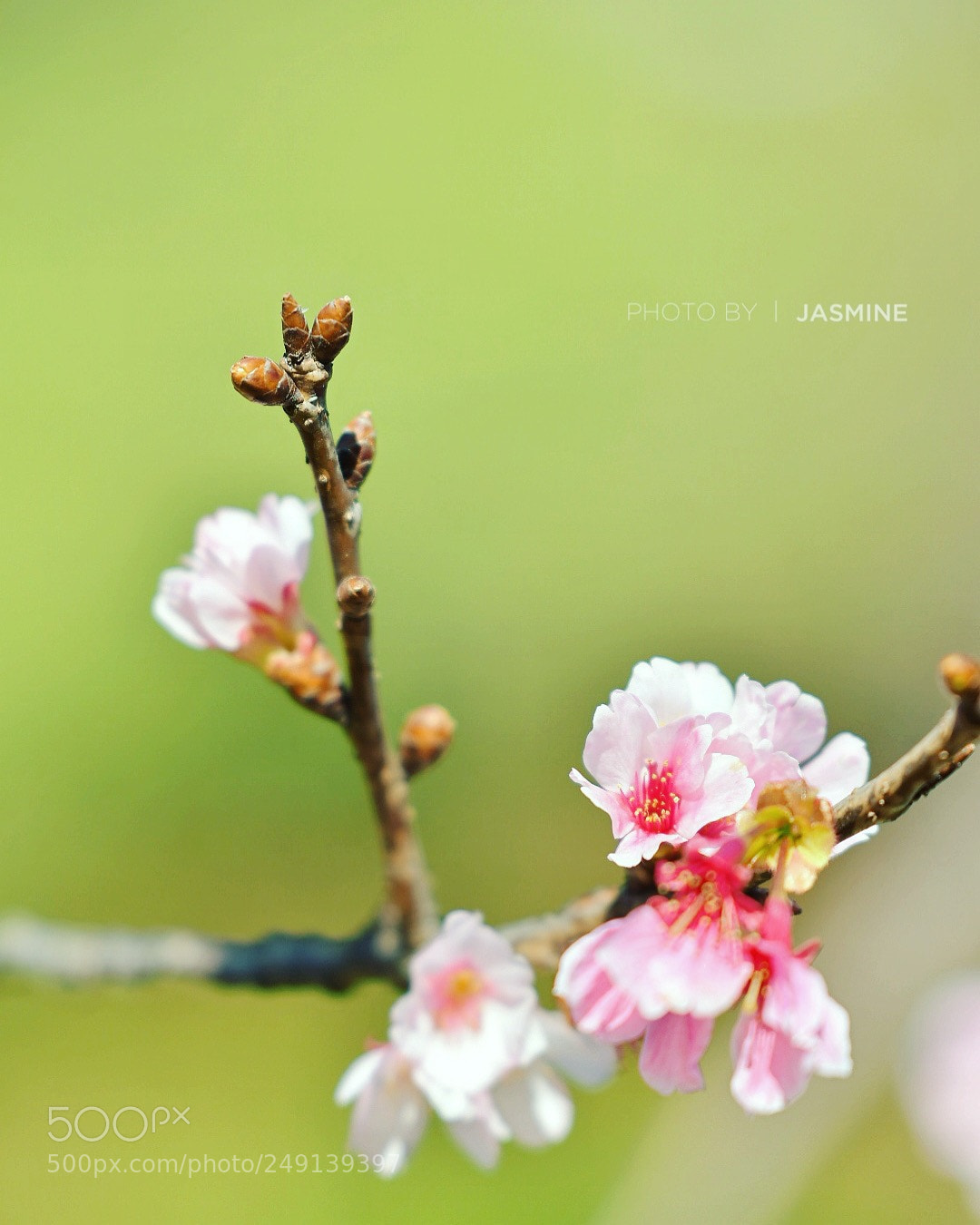Nikon D500 sample photo. Sakura photography