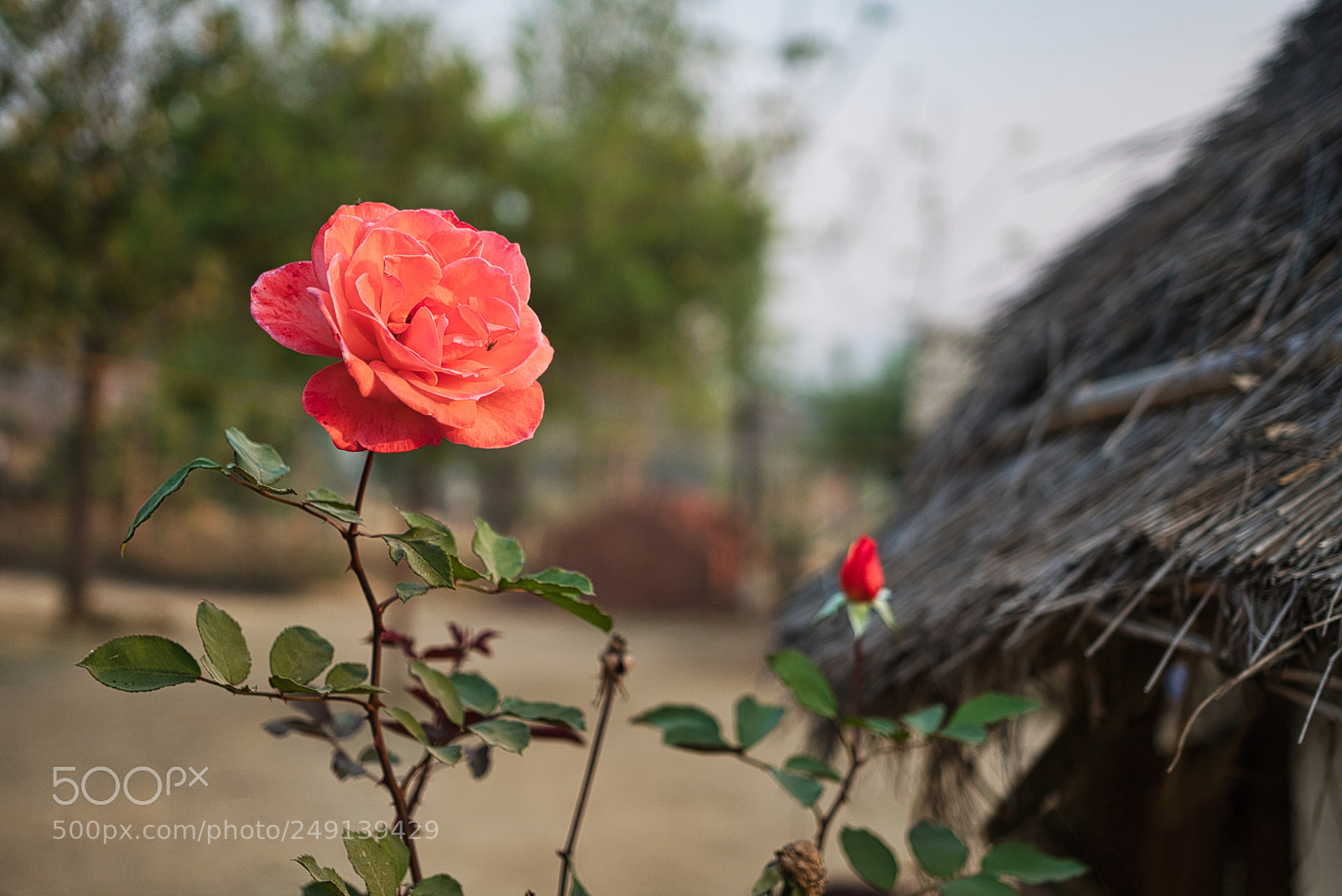 Sony a6500 sample photo. Untitled photography