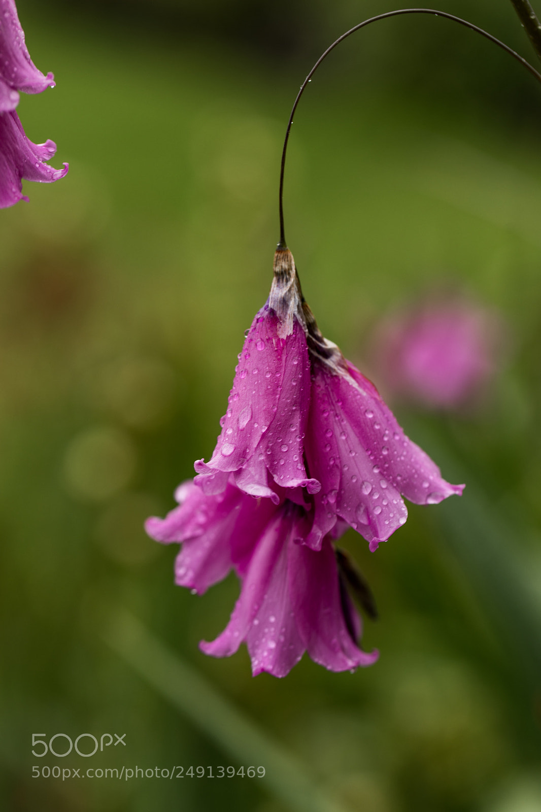 Canon EOS 5D Mark IV sample photo. Lovely flowers photography