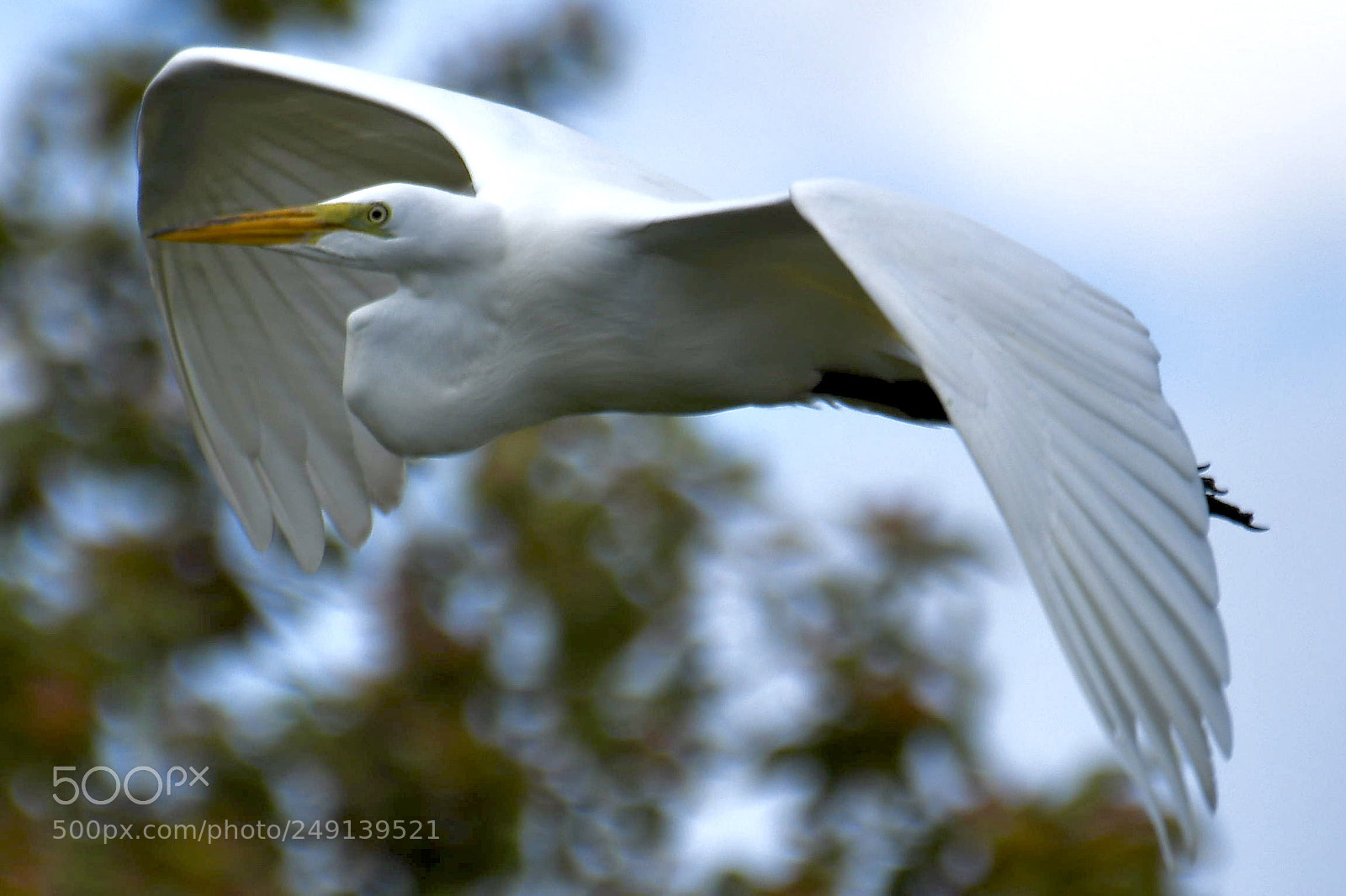 Nikon D500 sample photo. Great egret photography