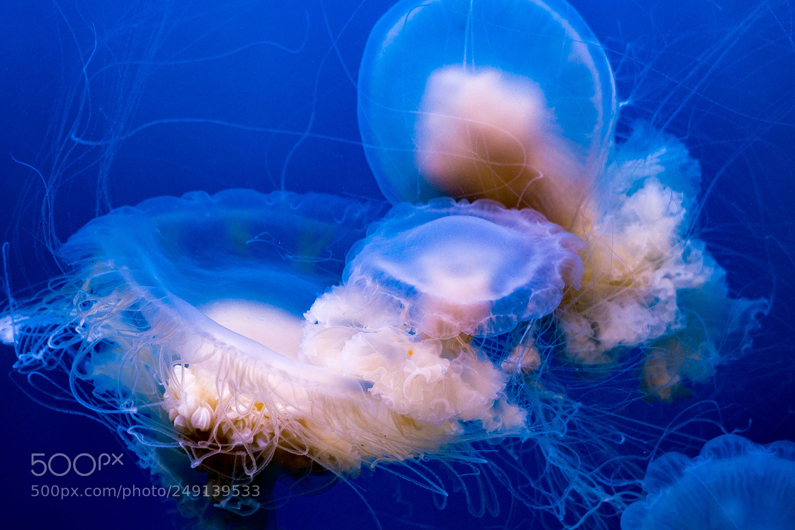 Sony a6000 sample photo. Jellyfish photography
