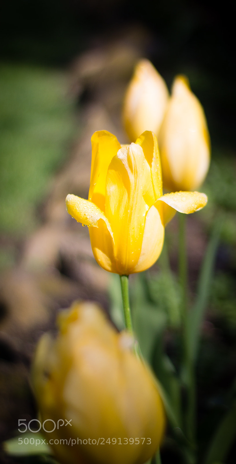 Canon EOS 1100D (EOS Rebel T3 / EOS Kiss X50) sample photo. Lrphotoedits photography