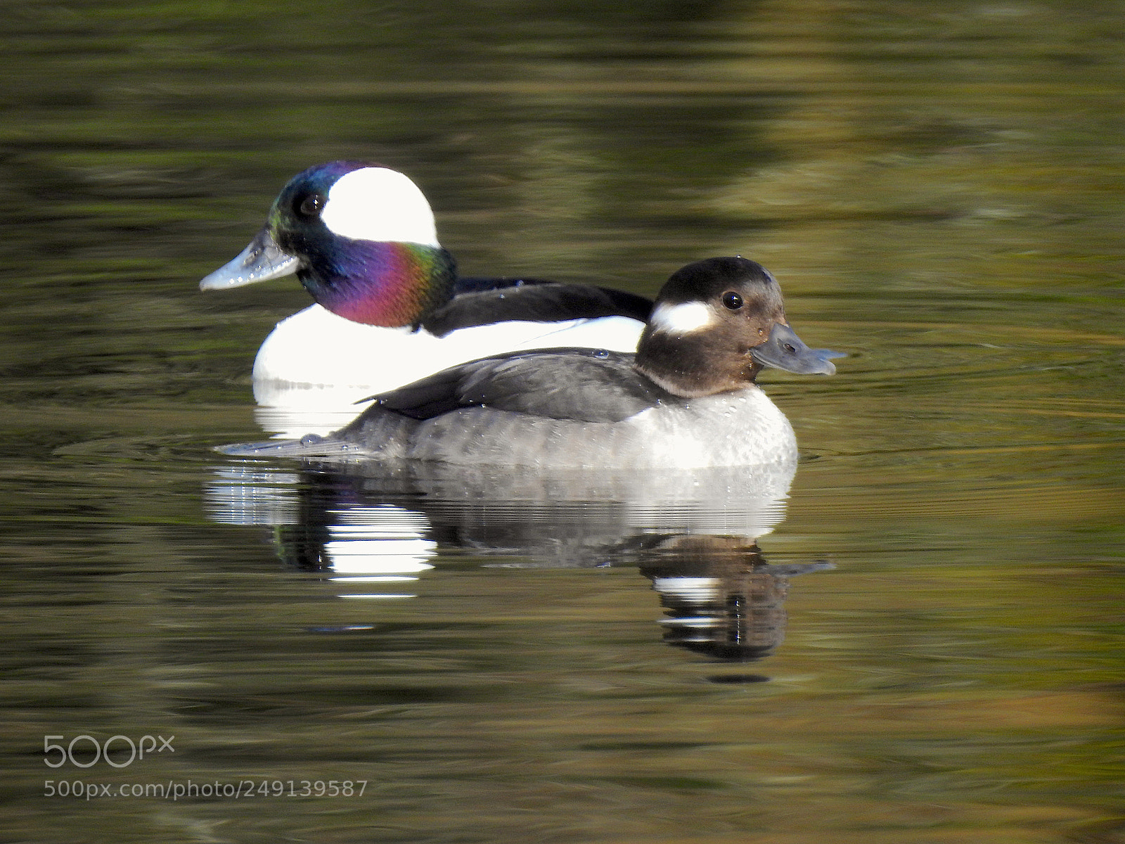Nikon Coolpix P900 sample photo. Bufflehead photography