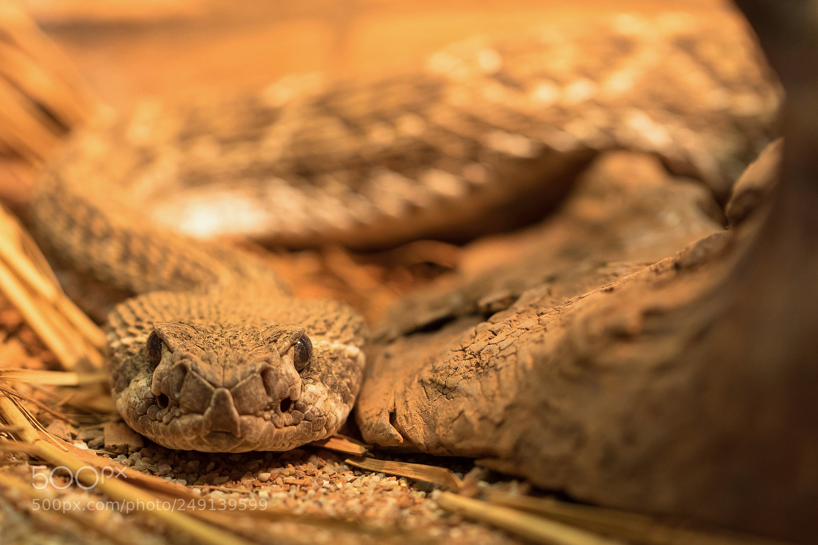 Canon EOS 5D Mark IV sample photo. Poisonous snake photography
