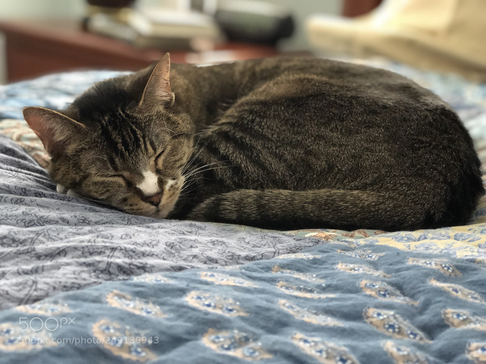 Apple iPhone 8 Plus sample photo. Sleeping punpun photography