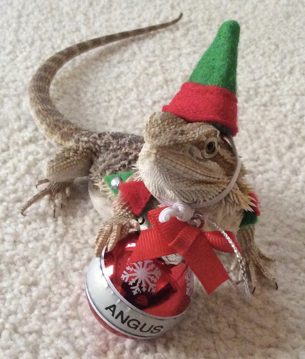 Apple iPad Air sample photo. Santa bearded dragon helper photography