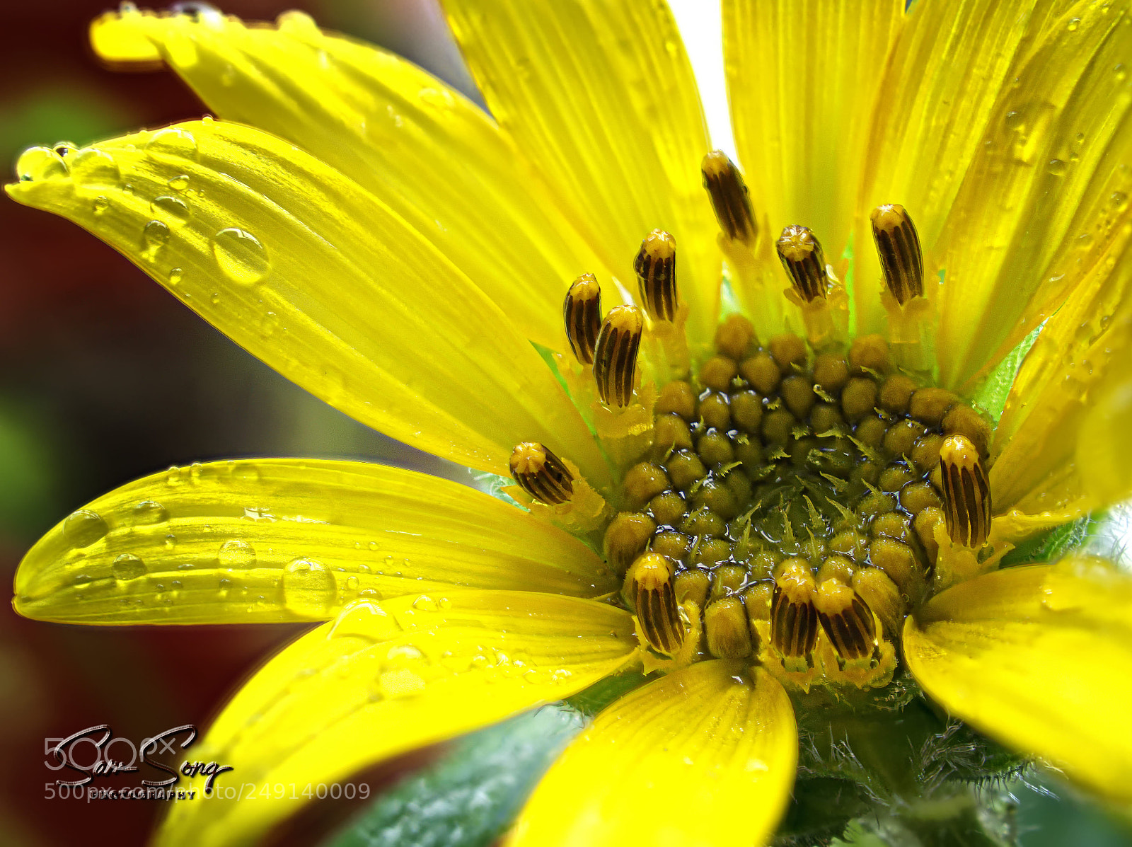 Olympus OM-D E-M10 III sample photo. Striking sunflower photography