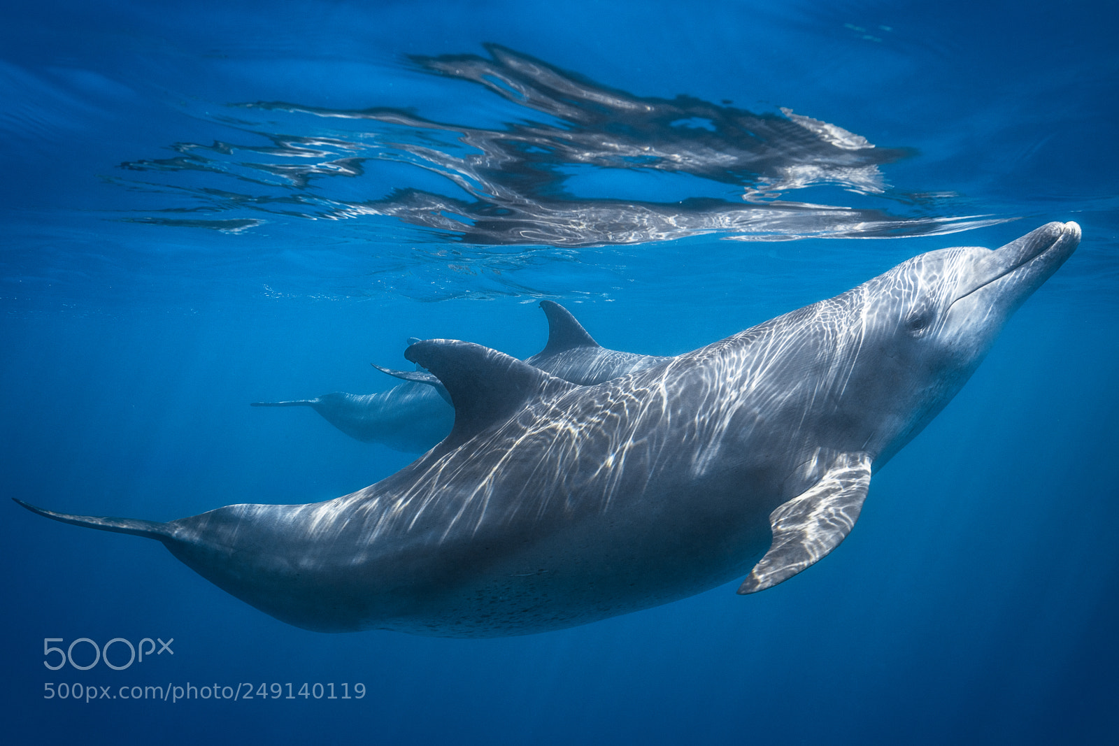 Canon EOS 5DS R sample photo. Dolphin at the surface photography