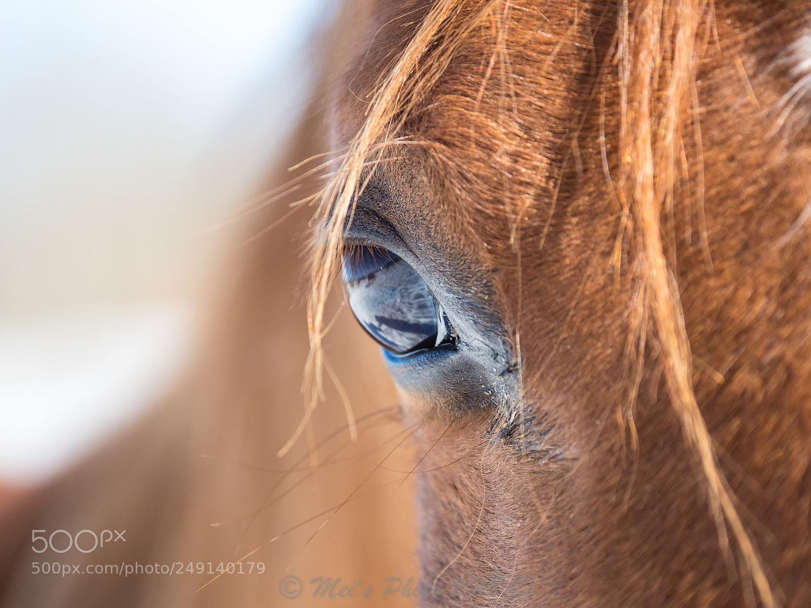 Olympus OM-D E-M1 Mark II sample photo. In your eye photography