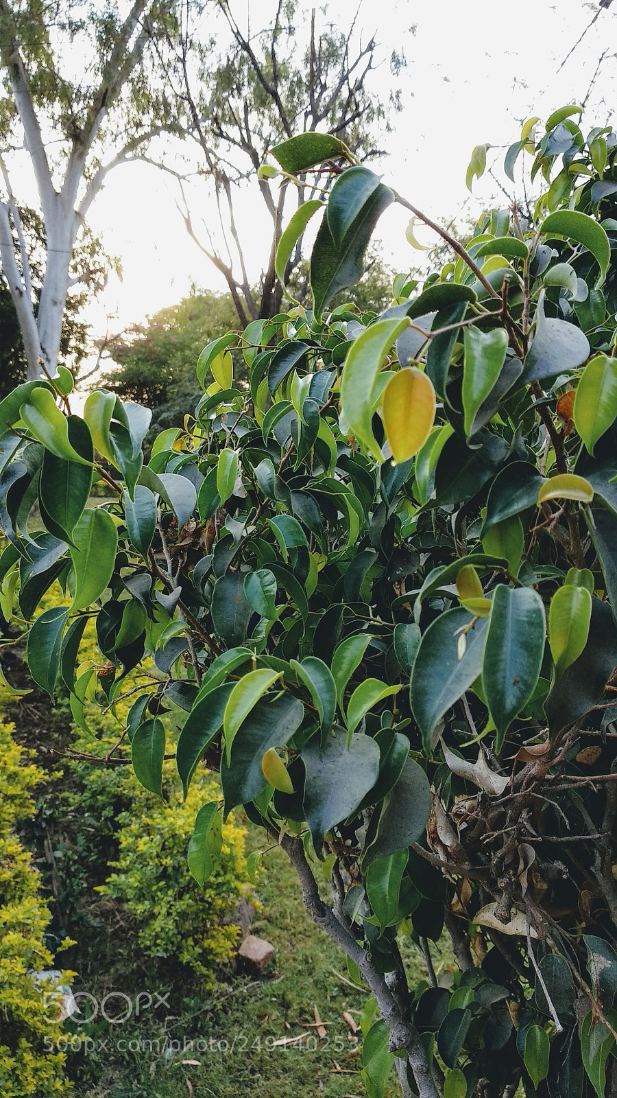 Xiaomi Mi A1 sample photo. Untitled photography