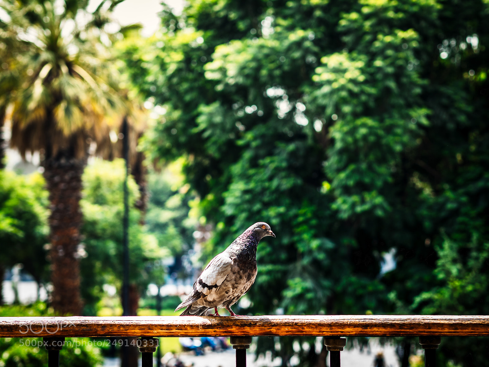 Olympus OM-D E-M5 II sample photo. Pigeon photography