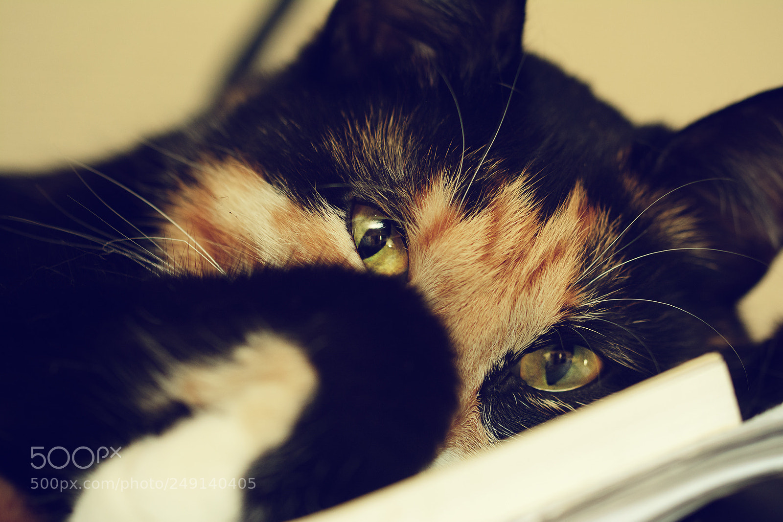 Nikon D5200 sample photo. I'm watching you photography