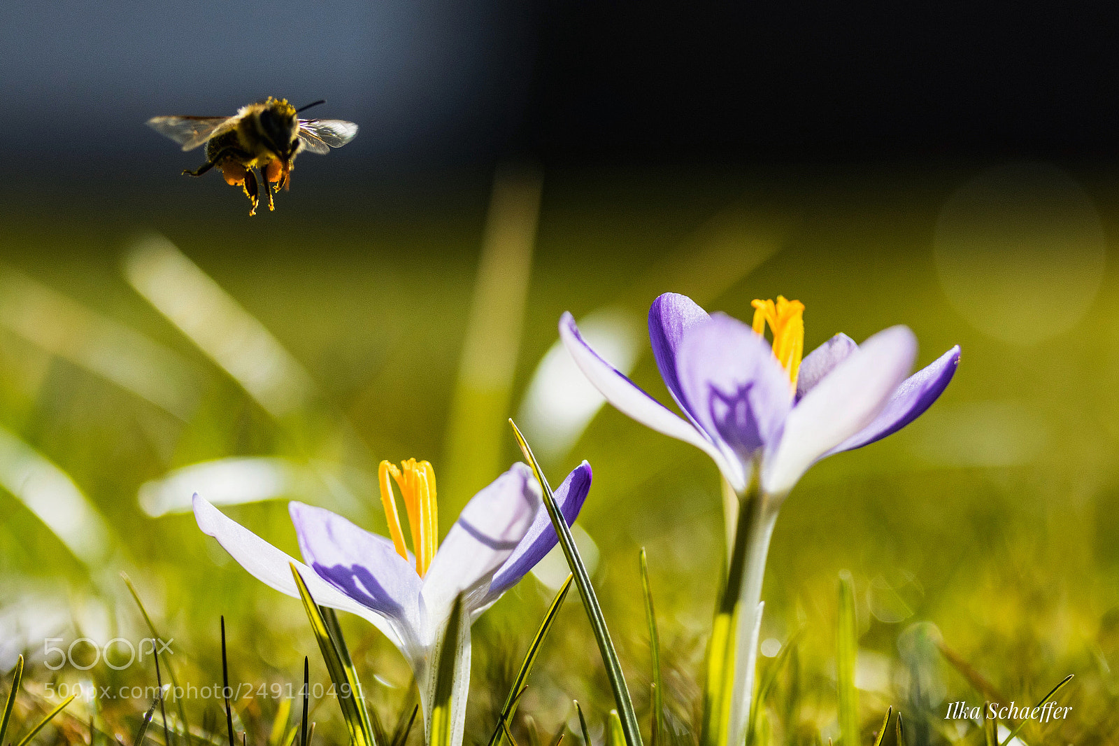 Canon EOS 80D sample photo. Frühlingsstimmung photography