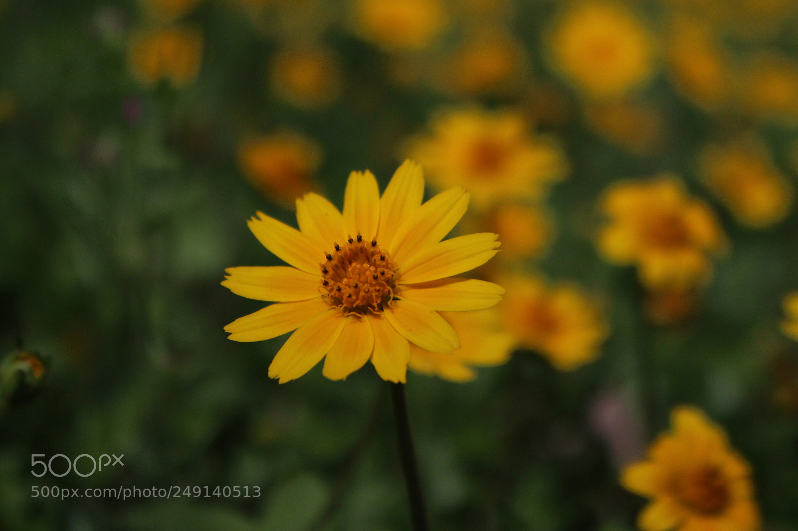 Canon EOS 700D (EOS Rebel T5i / EOS Kiss X7i) sample photo. Shot of daisy photography