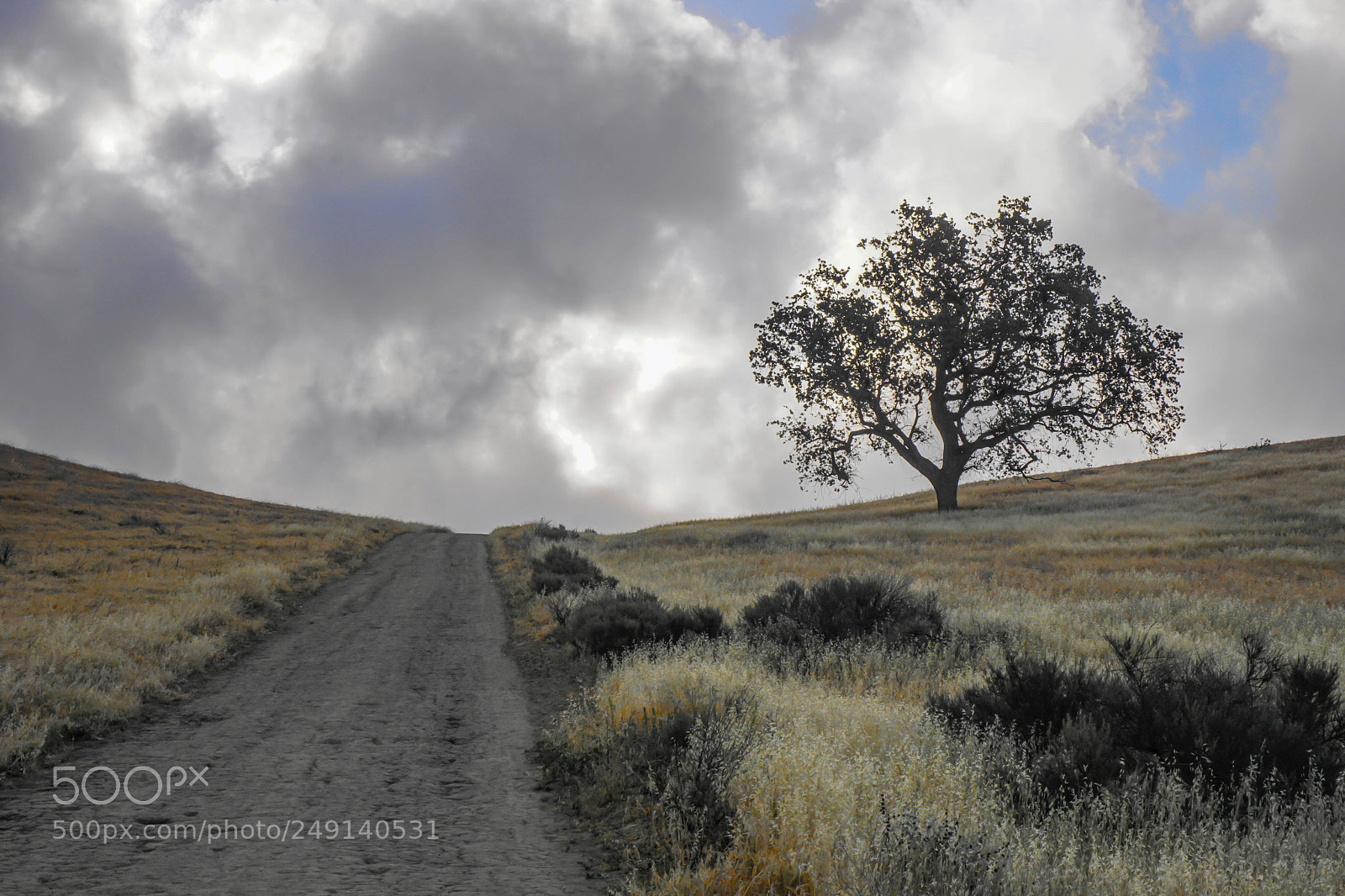 Sony a6000 sample photo. Tree by the dirt photography