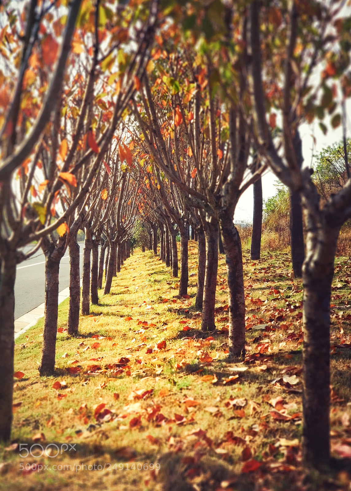 Xiaomi MI6 sample photo. Untitled photography