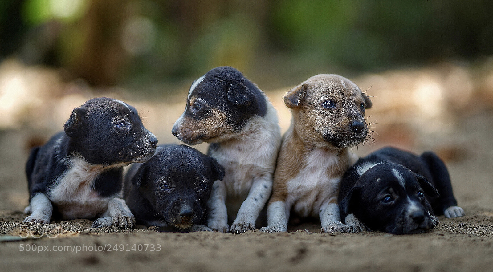 Sony a7 II sample photo. Puppies photography