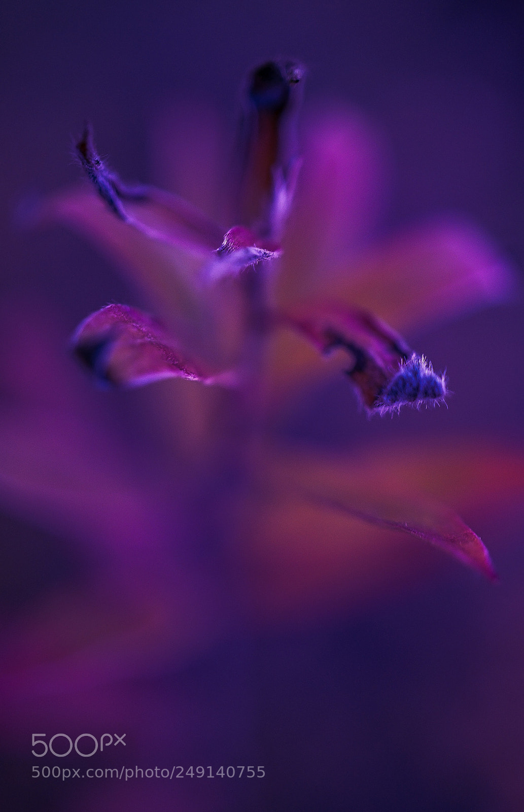 Sony a7 II sample photo. The devil is in photography