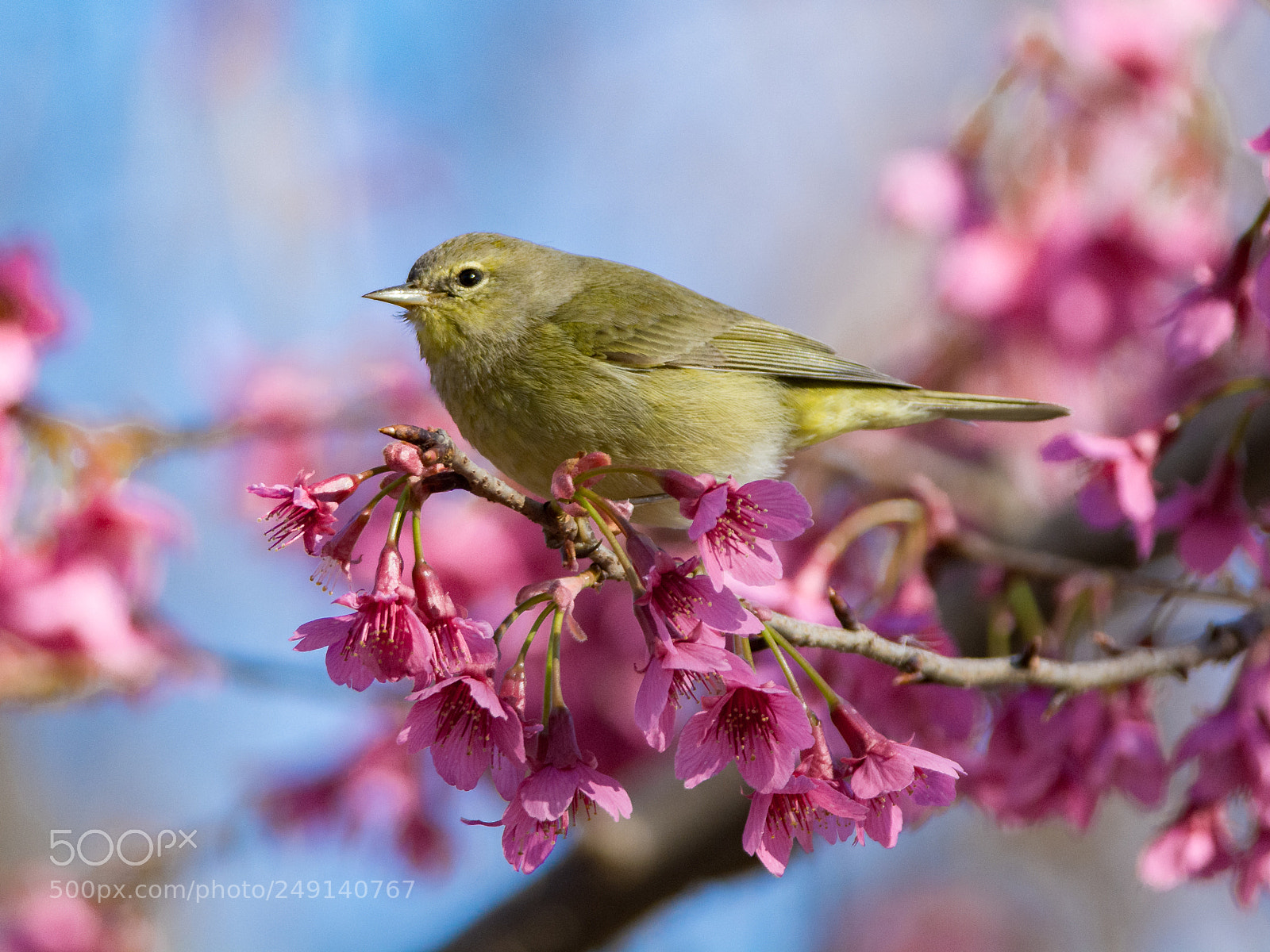 Nikon D7100 sample photo. Spring photography