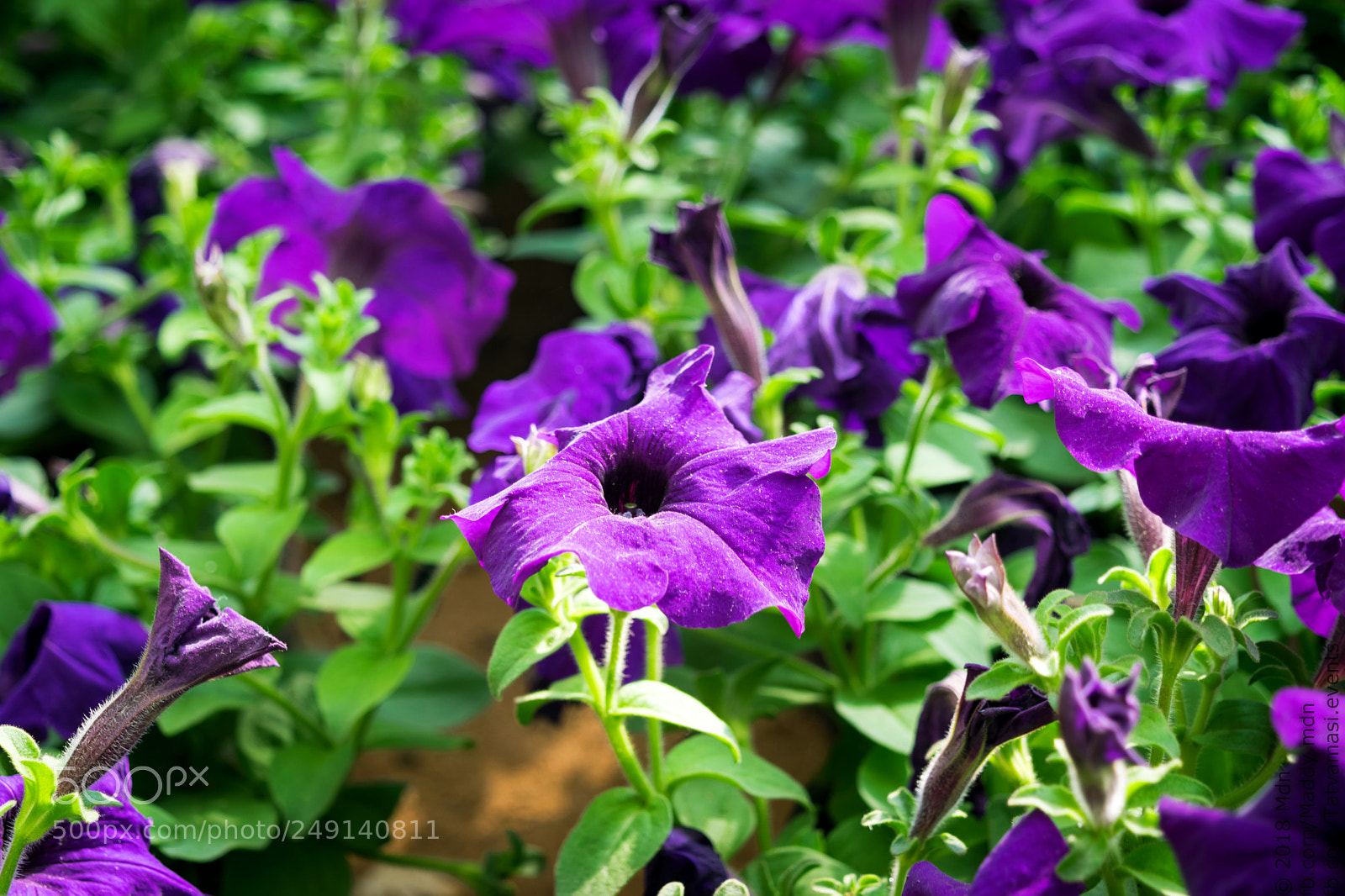 Nikon D3300 sample photo. Random click photography