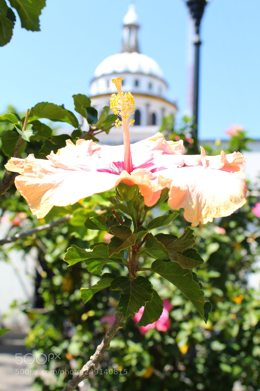 Canon EOS 1200D (EOS Rebel T5 / EOS Kiss X70 / EOS Hi) sample photo. Flower photography
