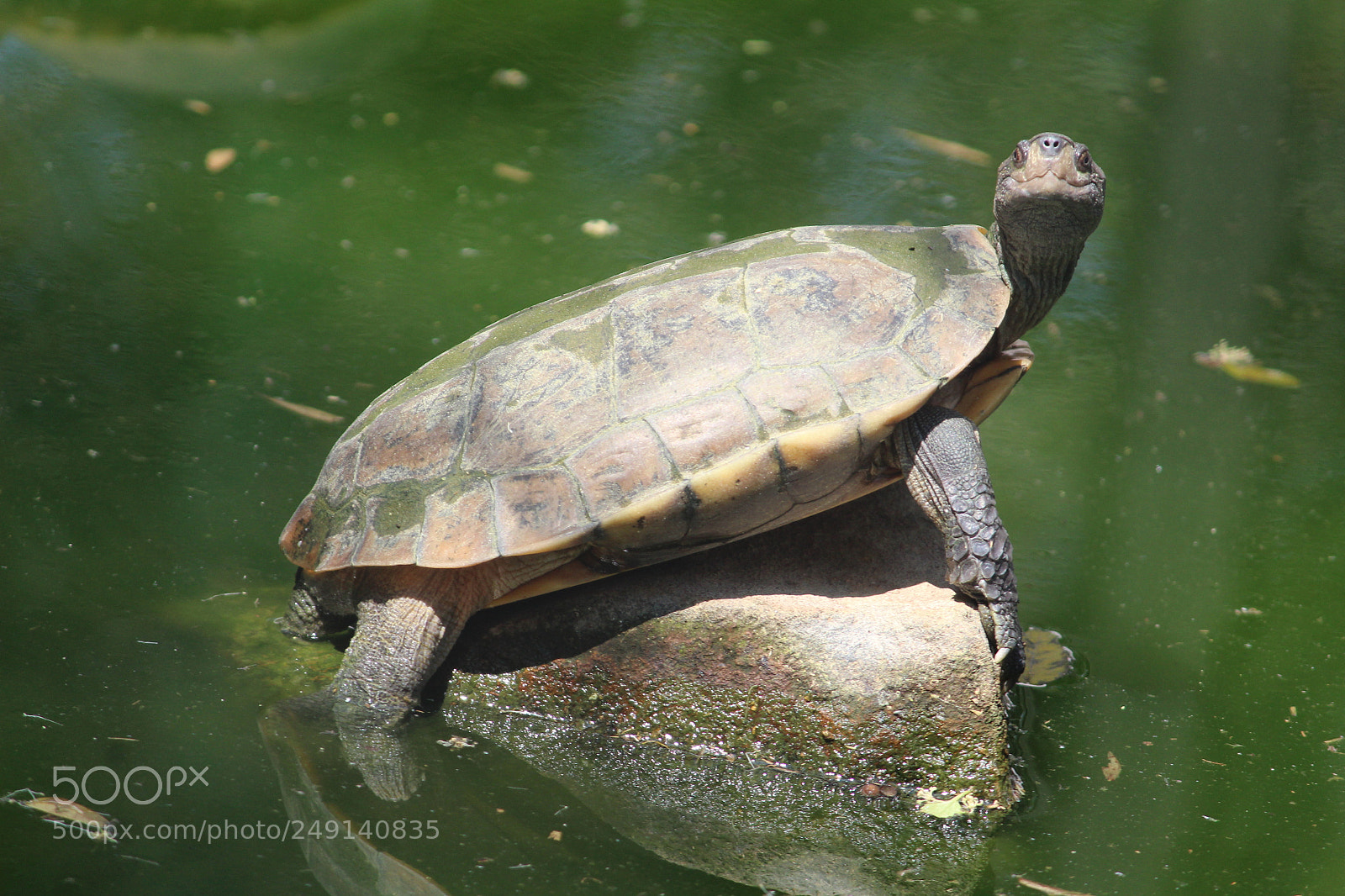 Canon EF-S 55-250mm F4-5.6 IS II sample photo. Sunbathing photography
