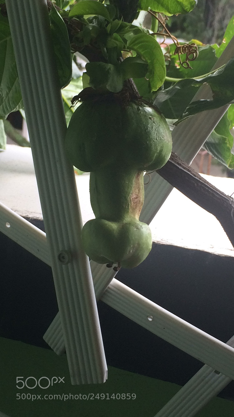 Apple iPhone 5s sample photo. Uniquely fruit photography