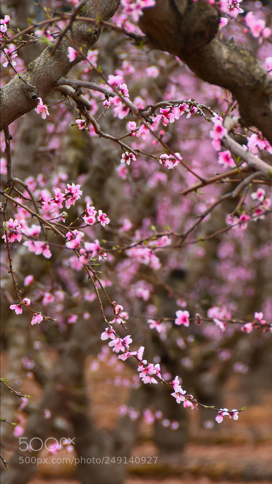 Nikon D5500 sample photo. Untitled photography