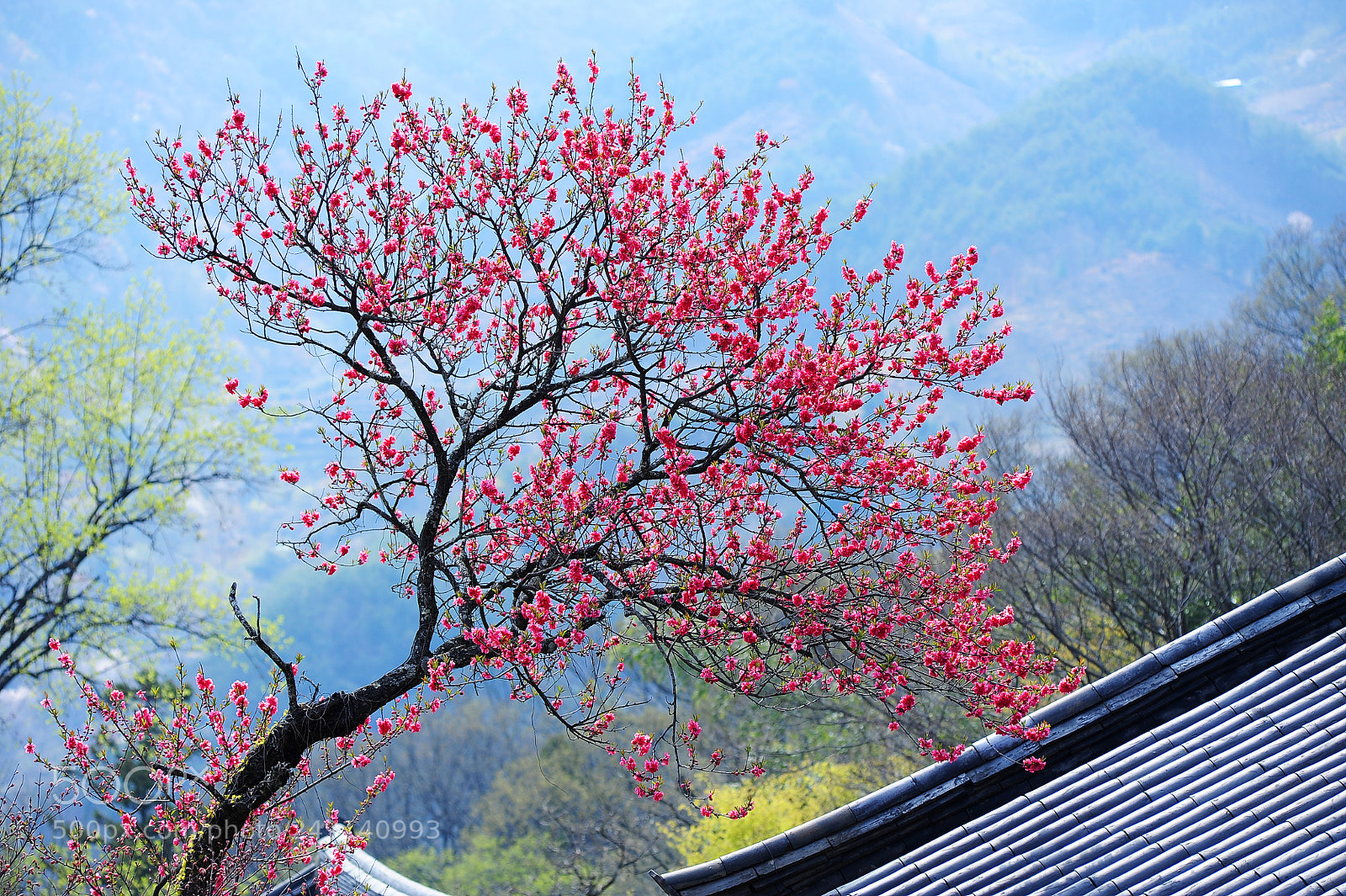 Nikon D700 sample photo. Spring photography