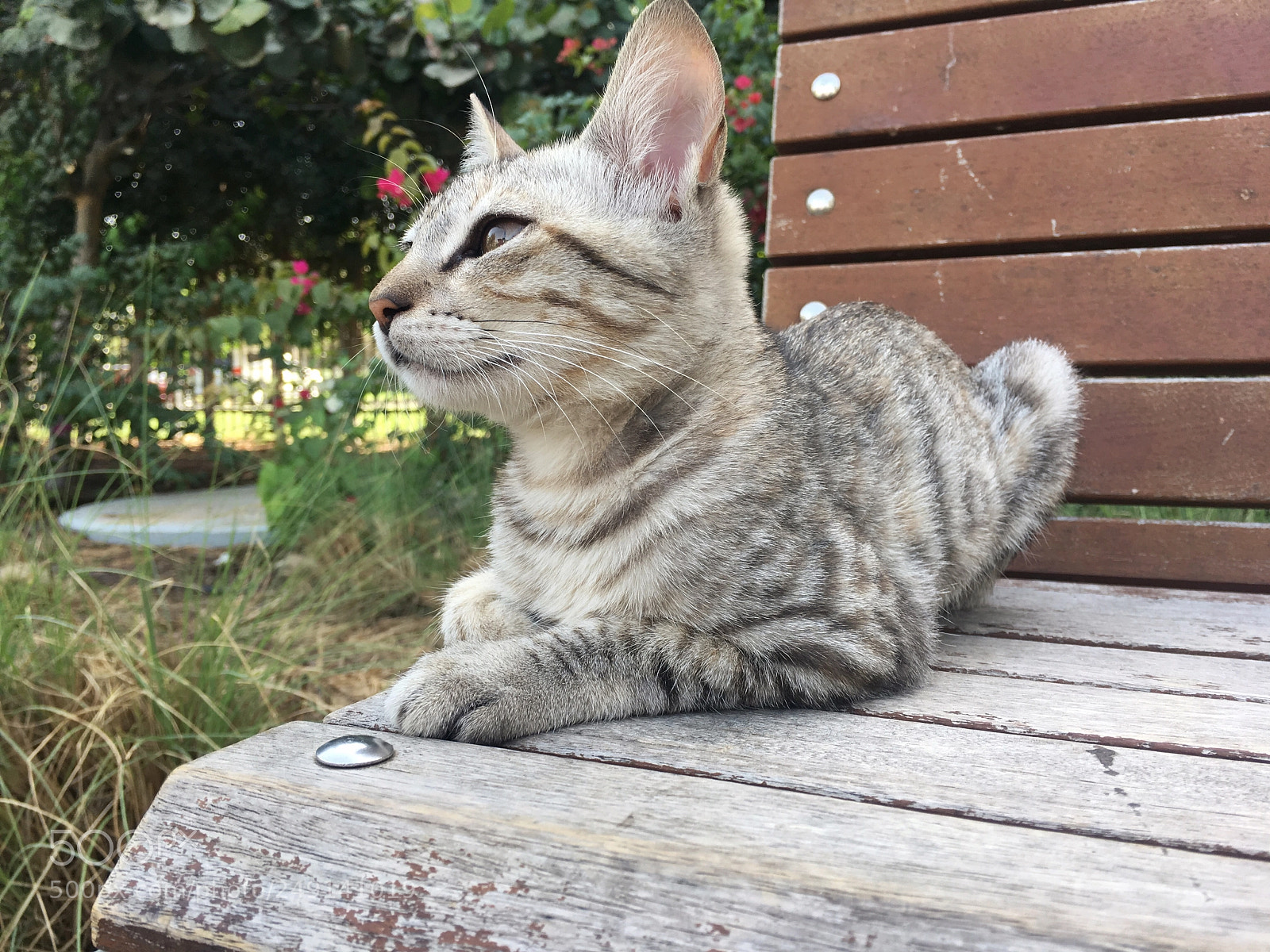Apple iPhone 6s Plus sample photo. Cat bezee photography