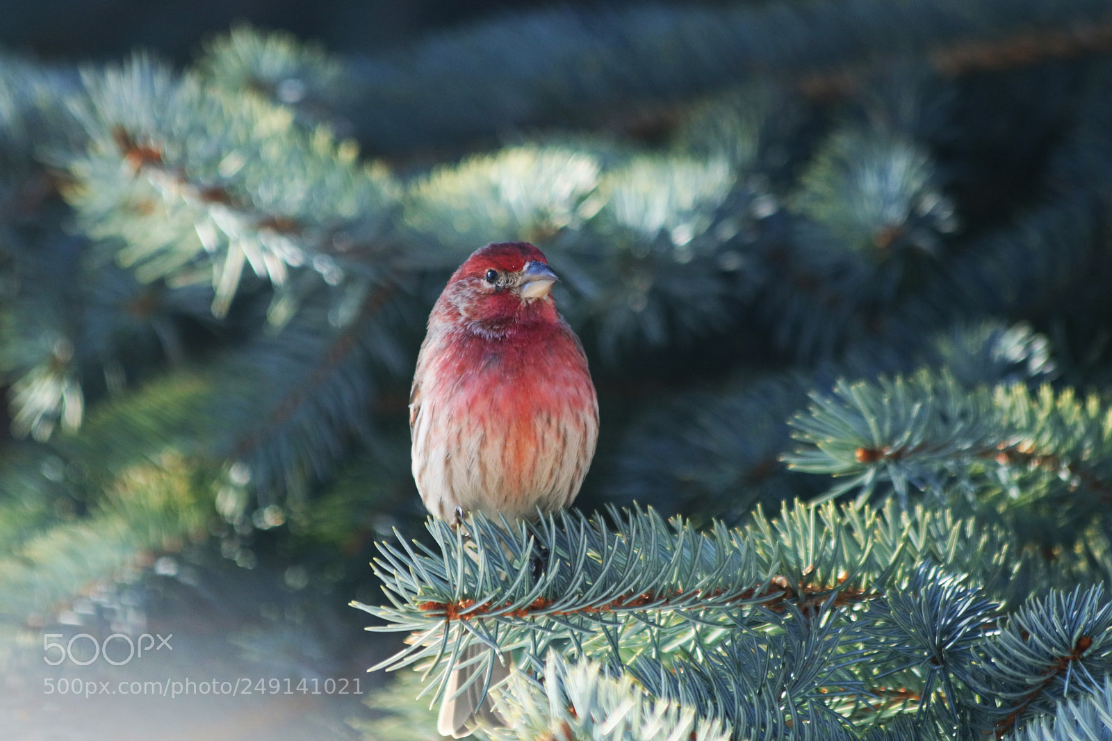 Canon EOS 80D sample photo. Male house finch photography