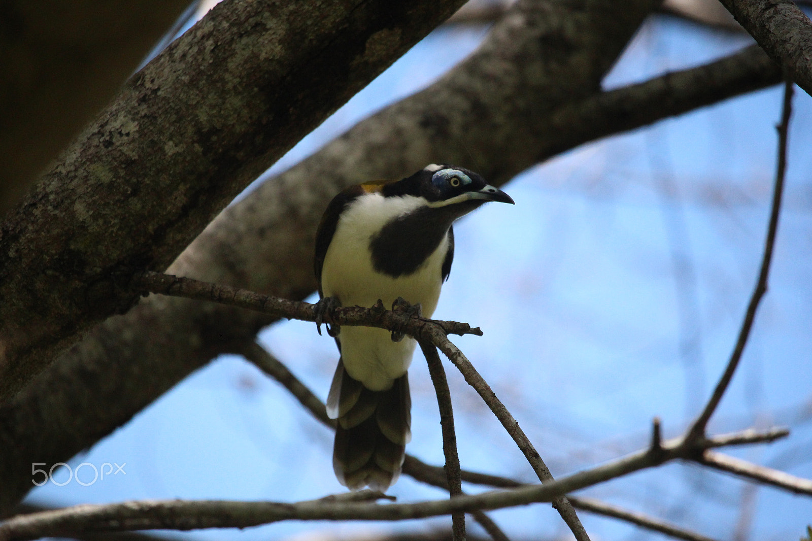 Canon EF-S 55-250mm F4-5.6 IS STM sample photo. Bird perched on branch photography
