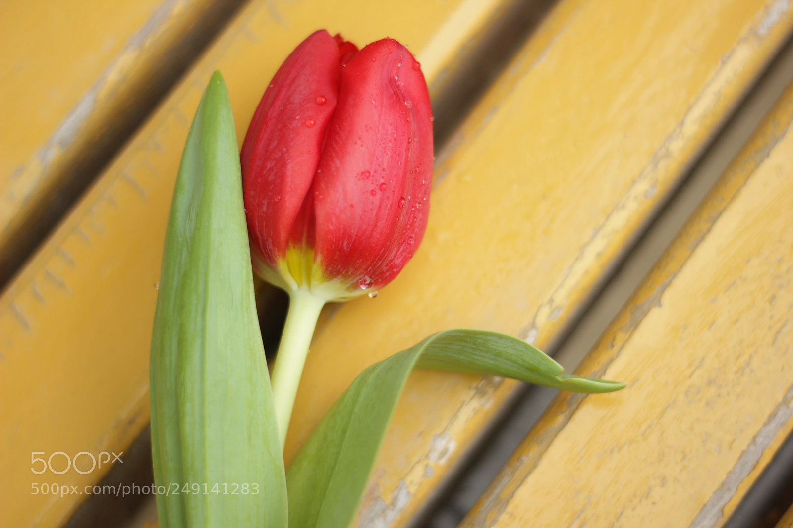 Canon EOS 550D (EOS Rebel T2i / EOS Kiss X4) + Canon EF 50mm F1.8 II sample photo. Tulip. photography