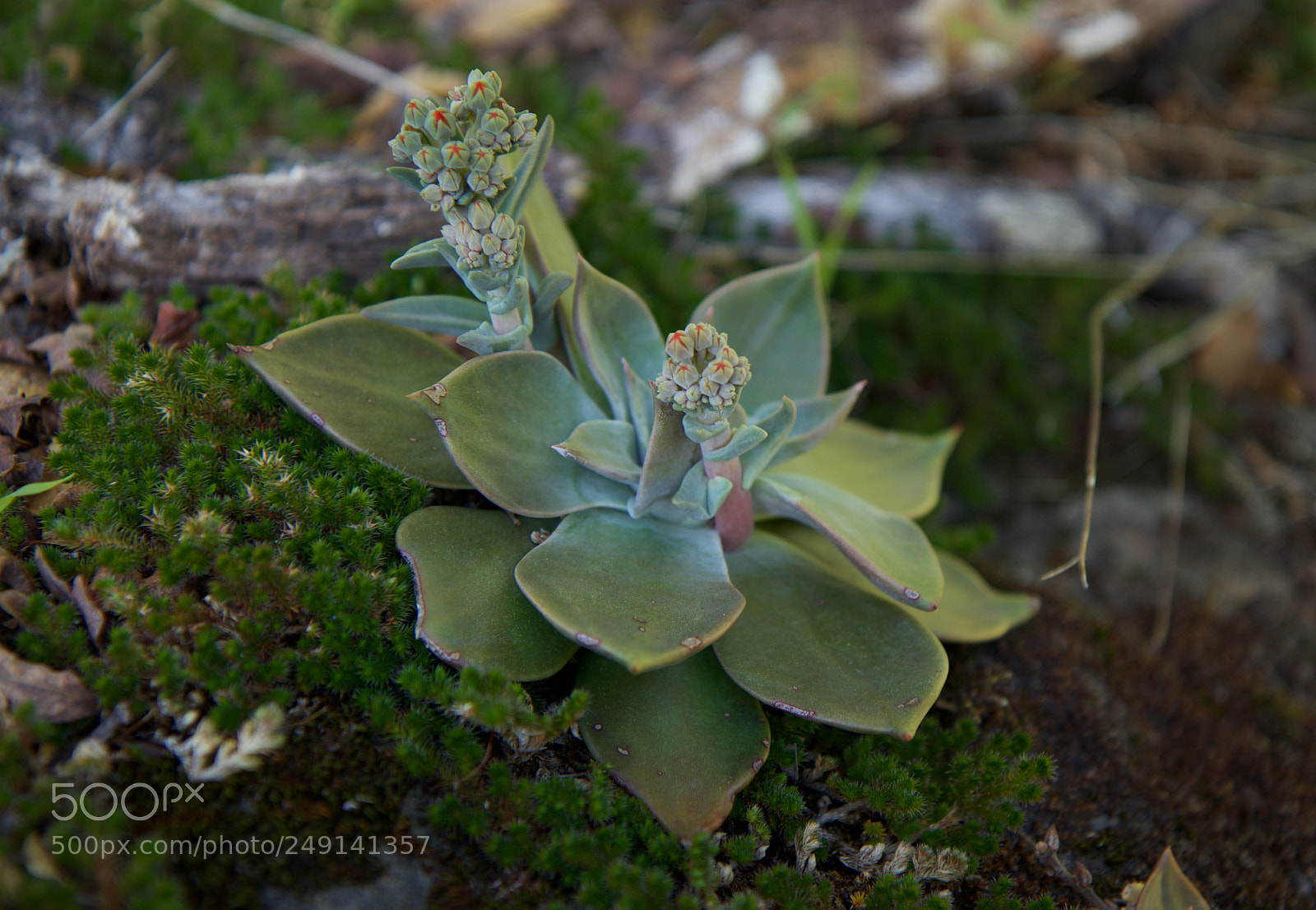 Canon EOS 80D sample photo. Succulent photography