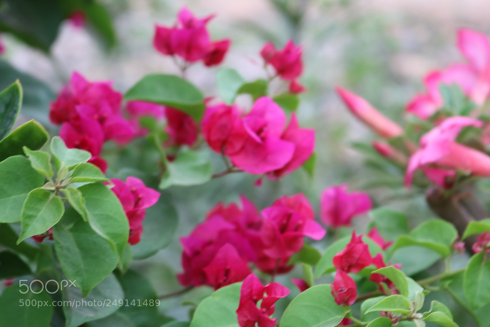 Canon EOS 750D (EOS Rebel T6i / EOS Kiss X8i) sample photo. [] photography