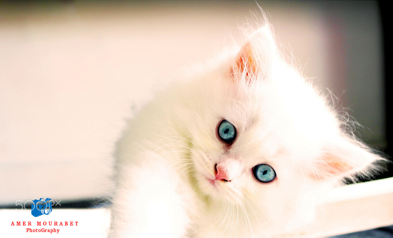 Canon EOS 600D (Rebel EOS T3i / EOS Kiss X5) sample photo. Tommy photography